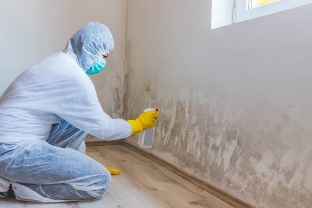 Licensed Mold Testing service in Richwood, NJ - WQB Mold Removal